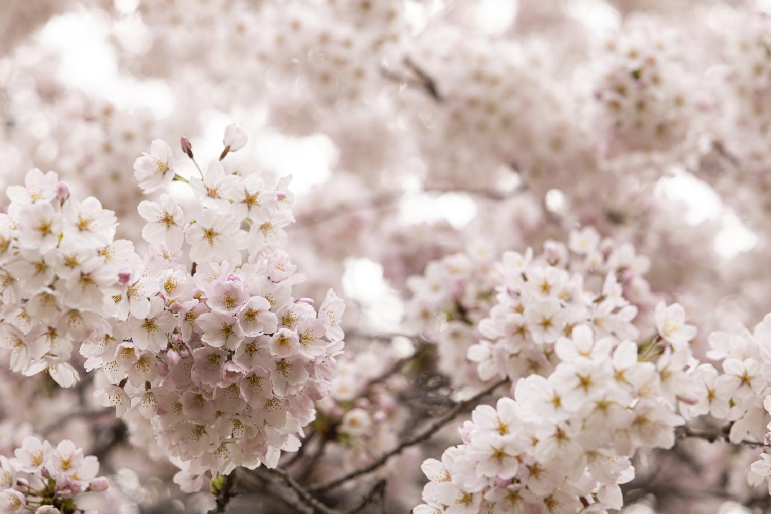 cherry blossoms